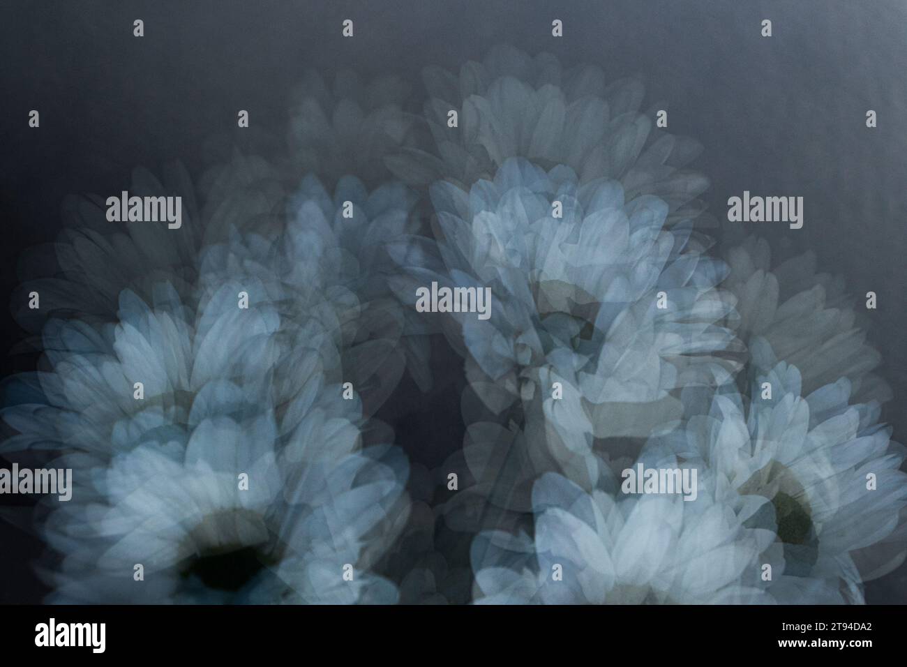 Gerbera bianco Foto Stock