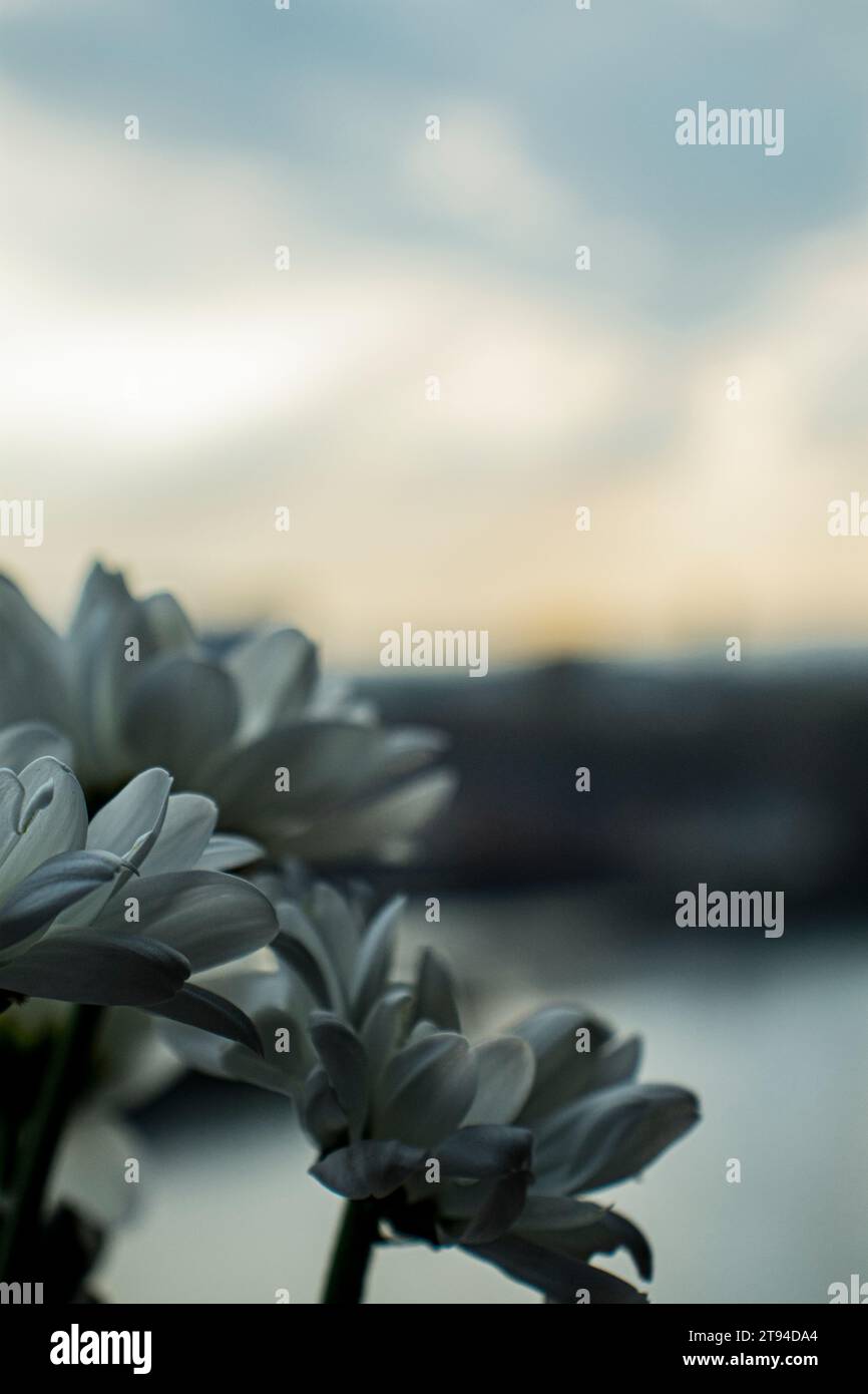 Gerbera bianco Foto Stock