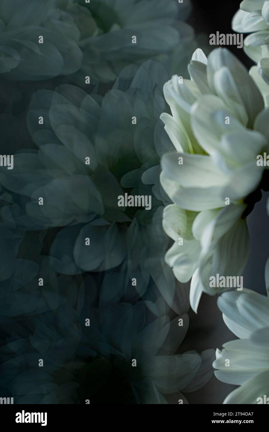 Gerbera bianco Foto Stock