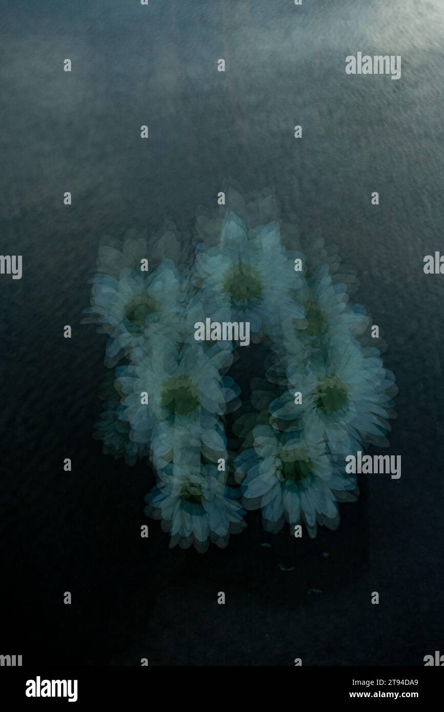 Gerbera bianco Foto Stock