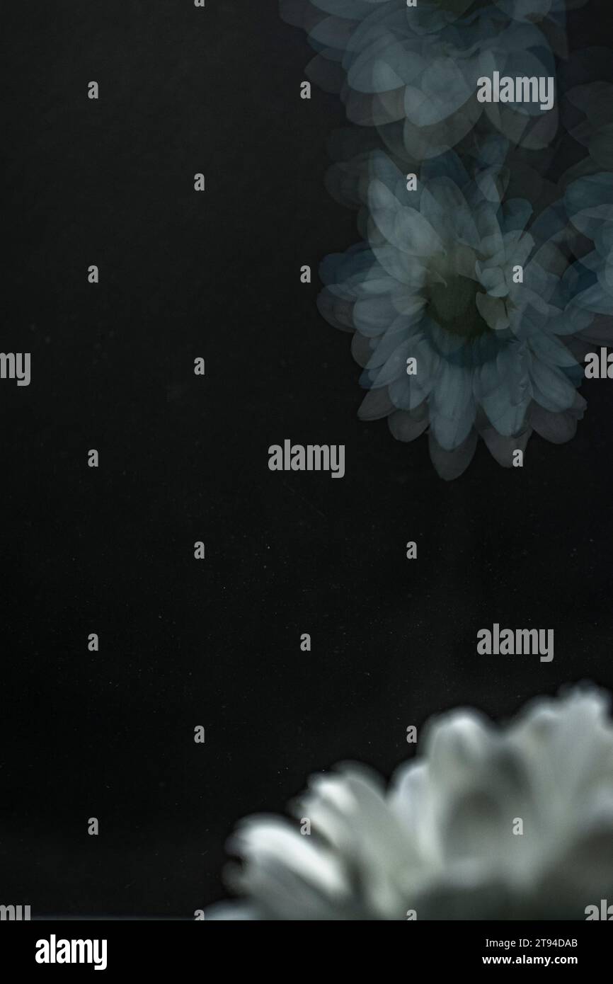 Gerbera bianco Foto Stock