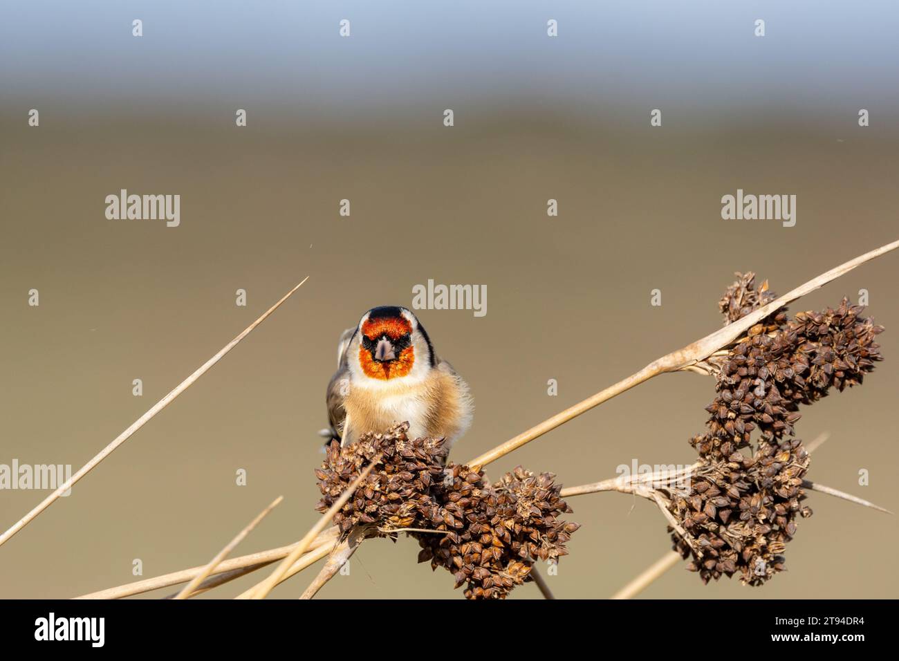 Goldfinch sulle corse Foto Stock
