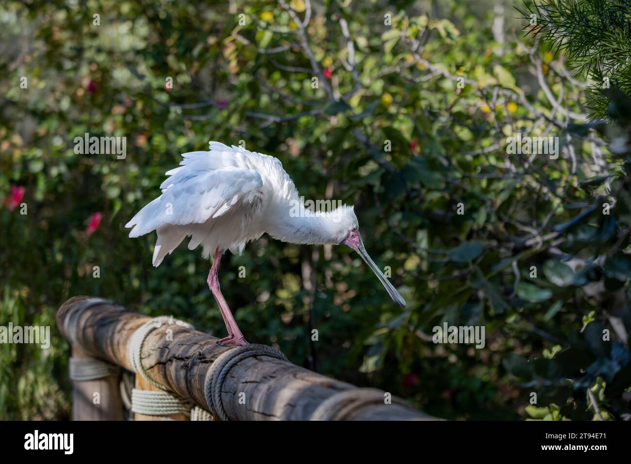 Spatola in piedi su una recinzione, preparandosi a prendere il volo. Un grande uccello bianco con un becco o un becco che sembra un cucchiaio. Foto Stock