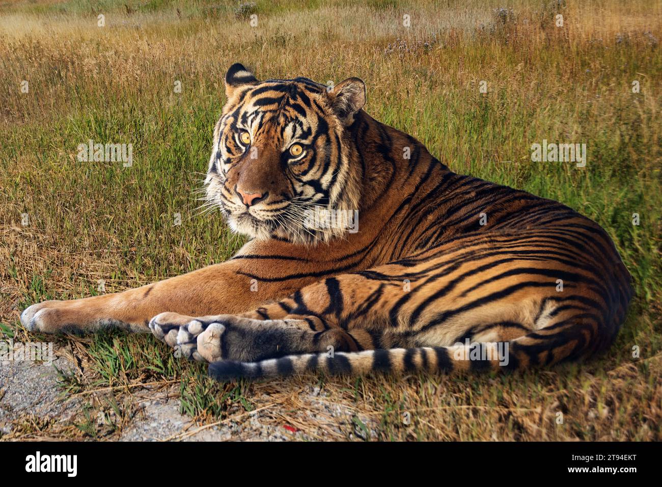 tigre (Panthera leo) rilassarsi sull'erba e guardare la macchina fotografica. Foto Stock