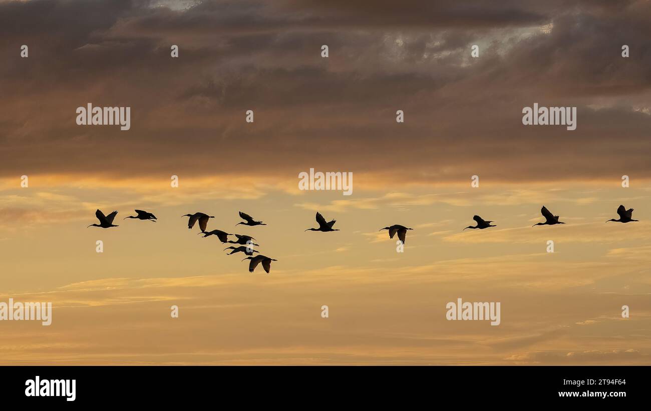 Stormo di uccelli che volano in aganista un cielo al tramonto sull'alto lago Myakka nel Myakka River State Park a Sarasota, Florida, USA Foto Stock