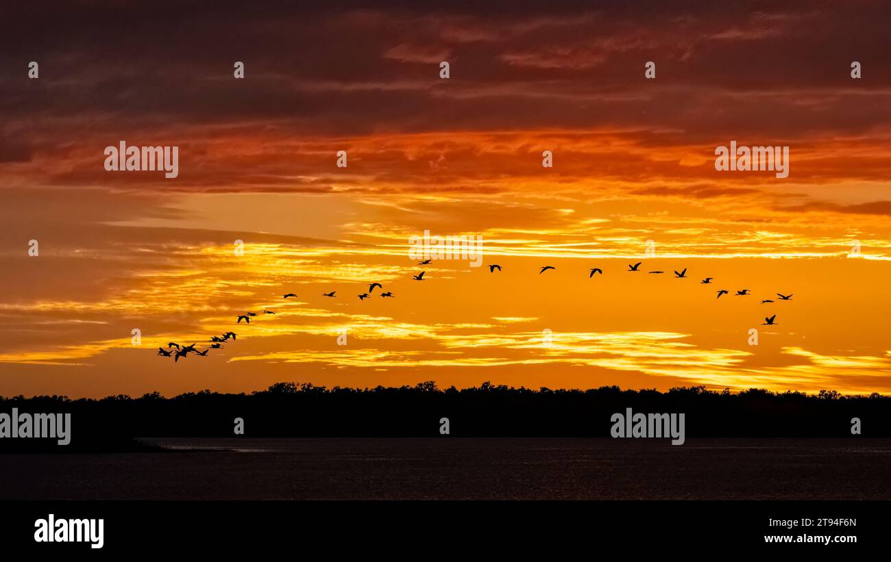 Stormo di uccelli che volano in aganista un cielo al tramonto sull'alto lago Myakka nel Myakka River State Park a Sarasota, Florida, USA Foto Stock