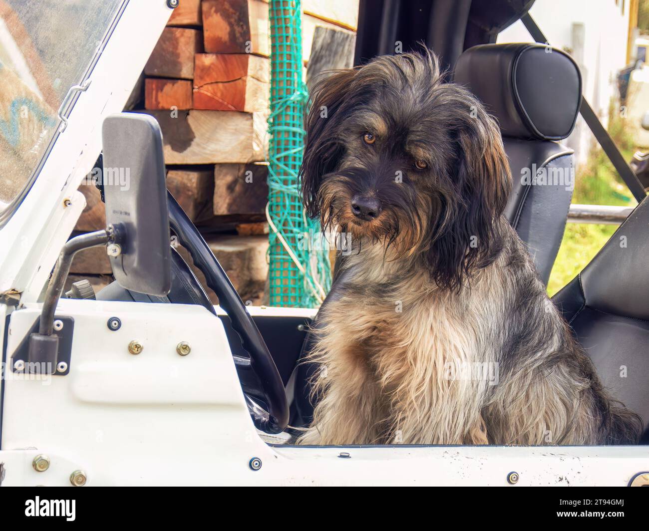 Un simpatico cane mongrel peloso seduto al posto di guida di un'auto sembra annoiato, catturato nella città coloniale di Villa de Leyva nel centro di Colo Foto Stock