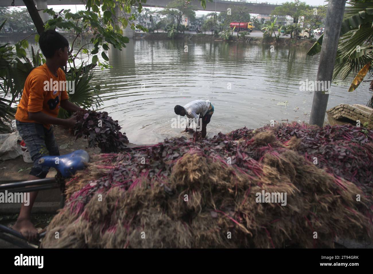 Dhaka Bangladesh, 23 novembre 2023, un venditore di verdure del bangladesh lavava verdure verdi in un'acqua inquinata a dacca. Questa foto è stata scattata kuril purba Foto Stock