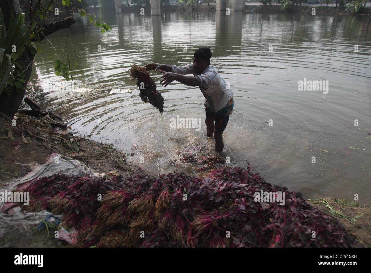 Dhaka Bangladesh, 23 novembre 2023, un venditore di verdure del bangladesh lavava verdure verdi in un'acqua inquinata a dacca. Questa foto è stata scattata kuril purba Foto Stock