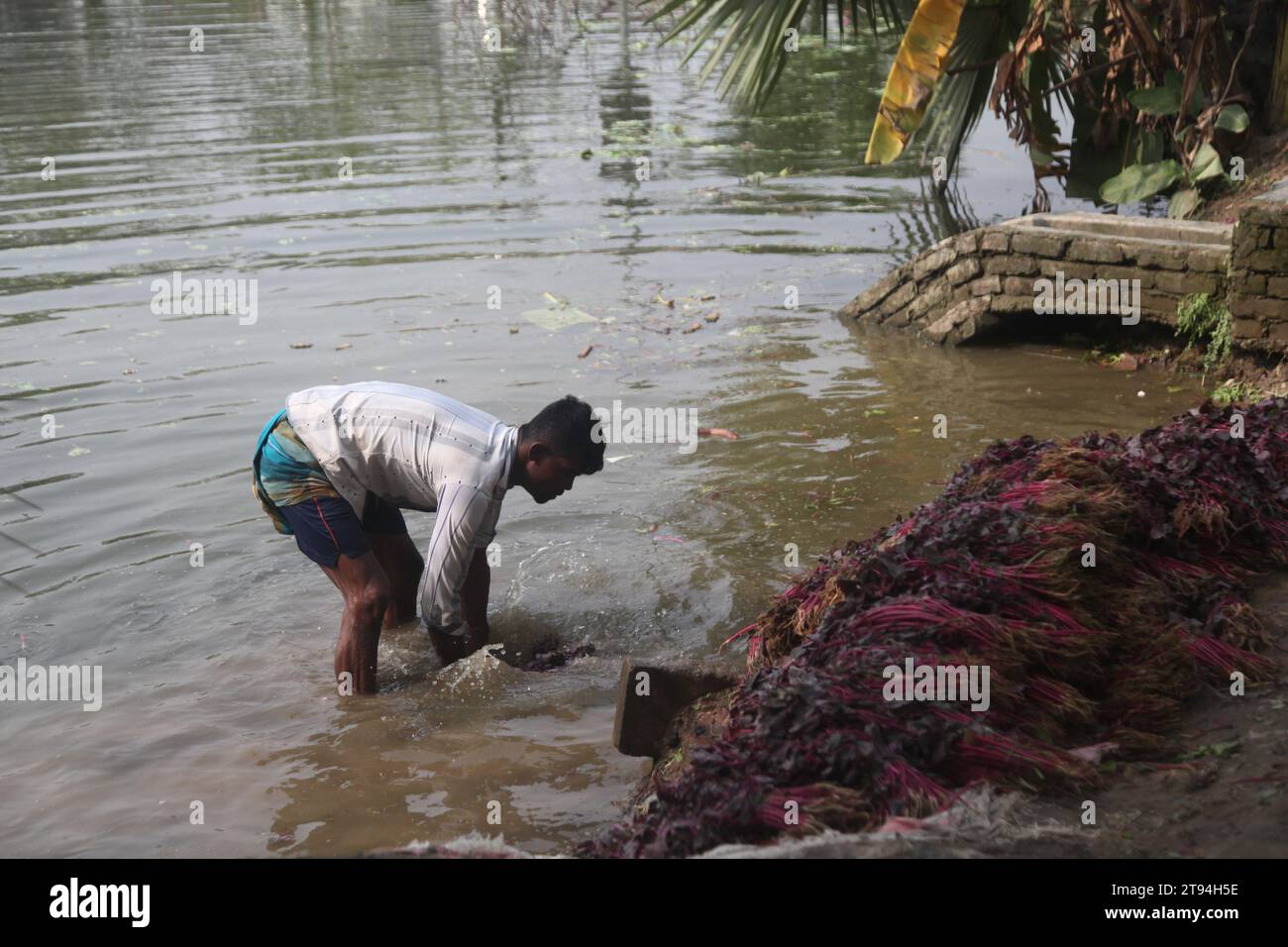 Dhaka Bangladesh, 23 novembre 2023, un venditore di verdure del bangladesh lavava verdure verdi in un'acqua inquinata a dacca. Questa foto è stata scattata kuril purba Foto Stock