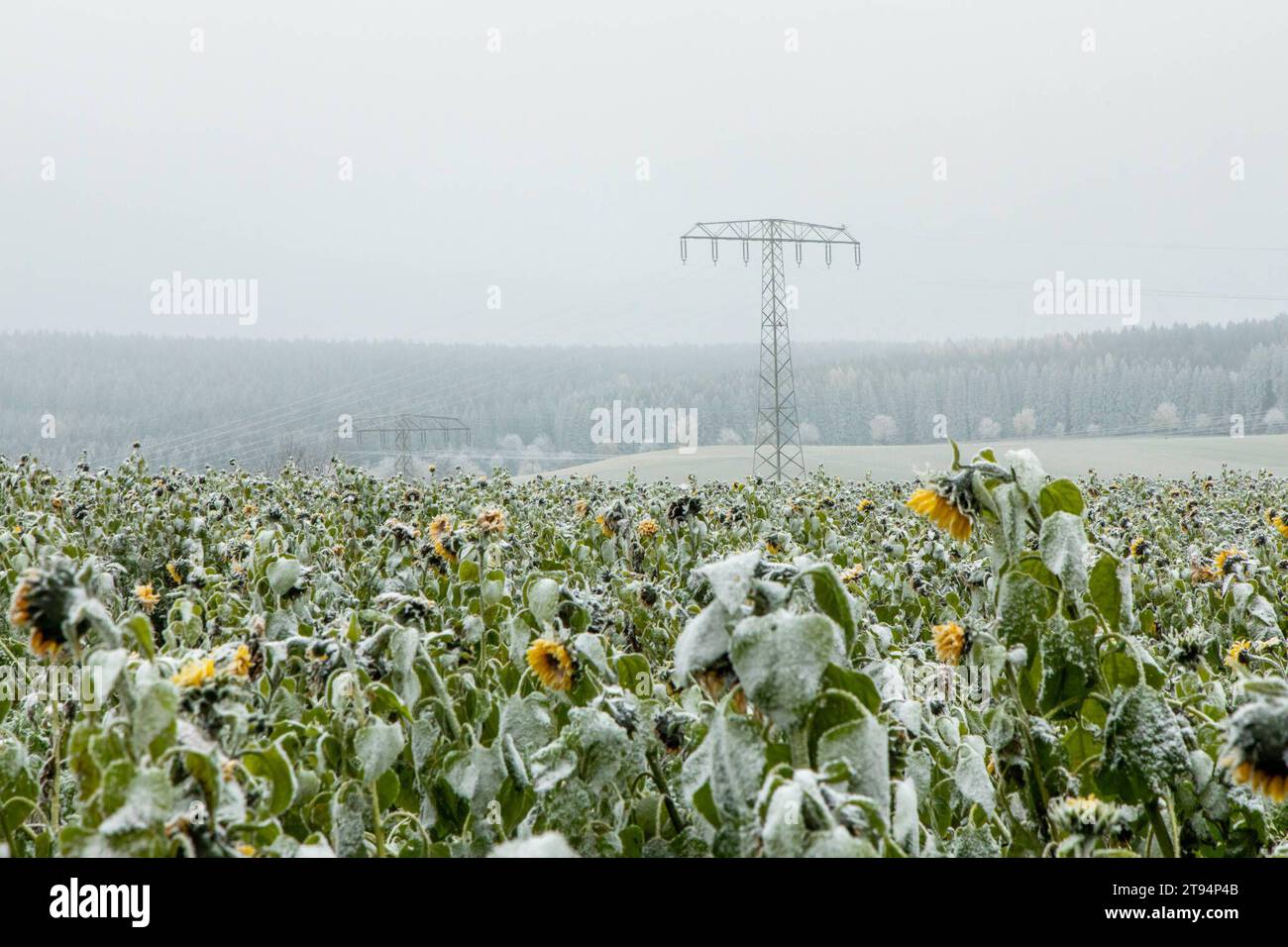 231122Schnee News ID: EN 2023-11-22 Neuschnee Ende der Woche erwartet Erster Vorgeschmack des Winters am heutigen Mittwochmorgen Scheibenberg. Wer im Erzgebirge oberhalb 500 Höhenmeter am heutigen Mittwochmorgen aus dem Fenster blickte, dem sind wohl die Weißen Dächer und Autos aufgefallen. MIT einer nördlichen Strömung gelangte vergangene Nacht, kältere Luft nach Deutschland. Dort wo sich Nebel gebildet hatte, bildete sich bei Temperaturen um den Gefrierpunkt, Raureif an Bäumen, Pflanzen, Autos und Hausdächern. Dazu hatte es vergangene Nacht leichten Schneegriesel gegeben. Tief gefroren zeigt Foto Stock