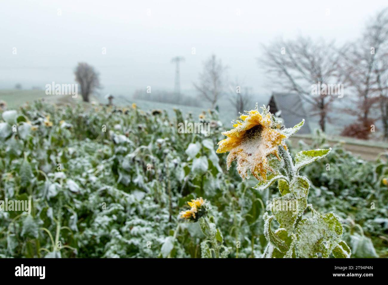 231122Schnee News ID: EN 2023-11-22 Neuschnee Ende der Woche erwartet Erster Vorgeschmack des Winters am heutigen Mittwochmorgen Scheibenberg. Wer im Erzgebirge oberhalb 500 Höhenmeter am heutigen Mittwochmorgen aus dem Fenster blickte, dem sind wohl die Weißen Dächer und Autos aufgefallen. MIT einer nördlichen Strömung gelangte vergangene Nacht, kältere Luft nach Deutschland. Dort wo sich Nebel gebildet hatte, bildete sich bei Temperaturen um den Gefrierpunkt, Raureif an Bäumen, Pflanzen, Autos und Hausdächern. Dazu hatte es vergangene Nacht leichten Schneegriesel gegeben. Tief gefroren zeigt Foto Stock