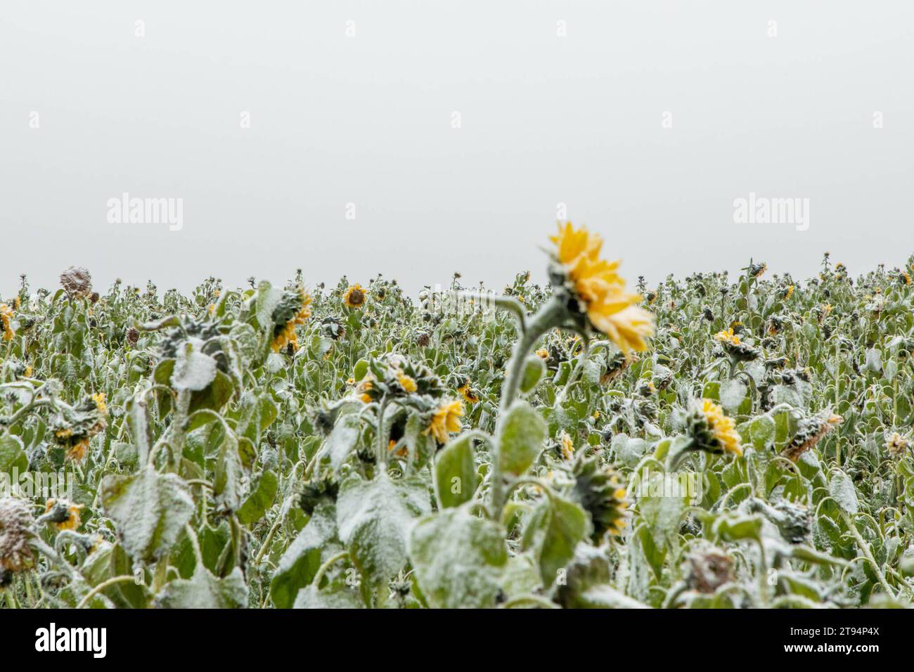 231122Schnee News ID: EN 2023-11-22 Neuschnee Ende der Woche erwartet Erster Vorgeschmack des Winters am heutigen Mittwochmorgen Scheibenberg. Wer im Erzgebirge oberhalb 500 Höhenmeter am heutigen Mittwochmorgen aus dem Fenster blickte, dem sind wohl die Weißen Dächer und Autos aufgefallen. MIT einer nördlichen Strömung gelangte vergangene Nacht, kältere Luft nach Deutschland. Dort wo sich Nebel gebildet hatte, bildete sich bei Temperaturen um den Gefrierpunkt, Raureif an Bäumen, Pflanzen, Autos und Hausdächern. Dazu hatte es vergangene Nacht leichten Schneegriesel gegeben. Tief gefroren zeigt Foto Stock