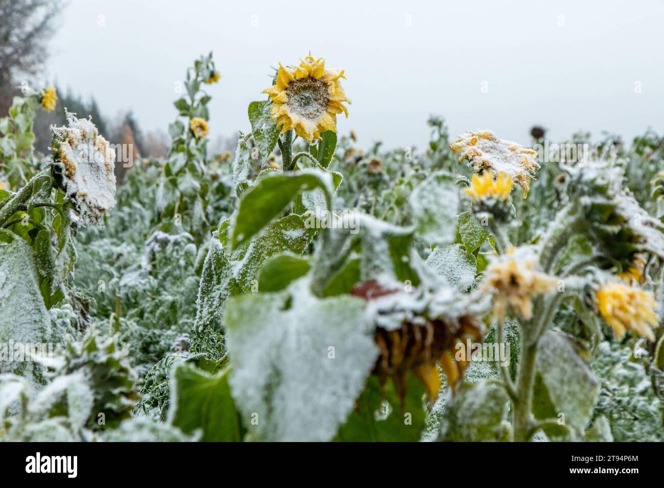 231122Schnee News ID: EN 2023-11-22 Neuschnee Ende der Woche erwartet Erster Vorgeschmack des Winters am heutigen Mittwochmorgen Scheibenberg. Wer im Erzgebirge oberhalb 500 Höhenmeter am heutigen Mittwochmorgen aus dem Fenster blickte, dem sind wohl die Weißen Dächer und Autos aufgefallen. MIT einer nördlichen Strömung gelangte vergangene Nacht, kältere Luft nach Deutschland. Dort wo sich Nebel gebildet hatte, bildete sich bei Temperaturen um den Gefrierpunkt, Raureif an Bäumen, Pflanzen, Autos und Hausdächern. Dazu hatte es vergangene Nacht leichten Schneegriesel gegeben. Tief gefroren zeigt Foto Stock