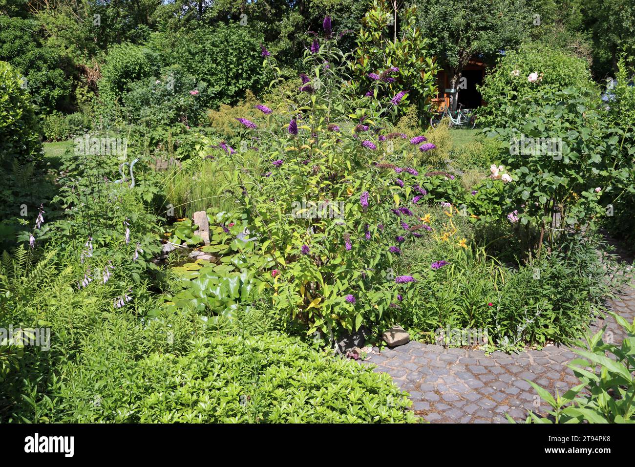Klimafreundlicher Garten mit Gartenteich und Gartenweg Foto Stock