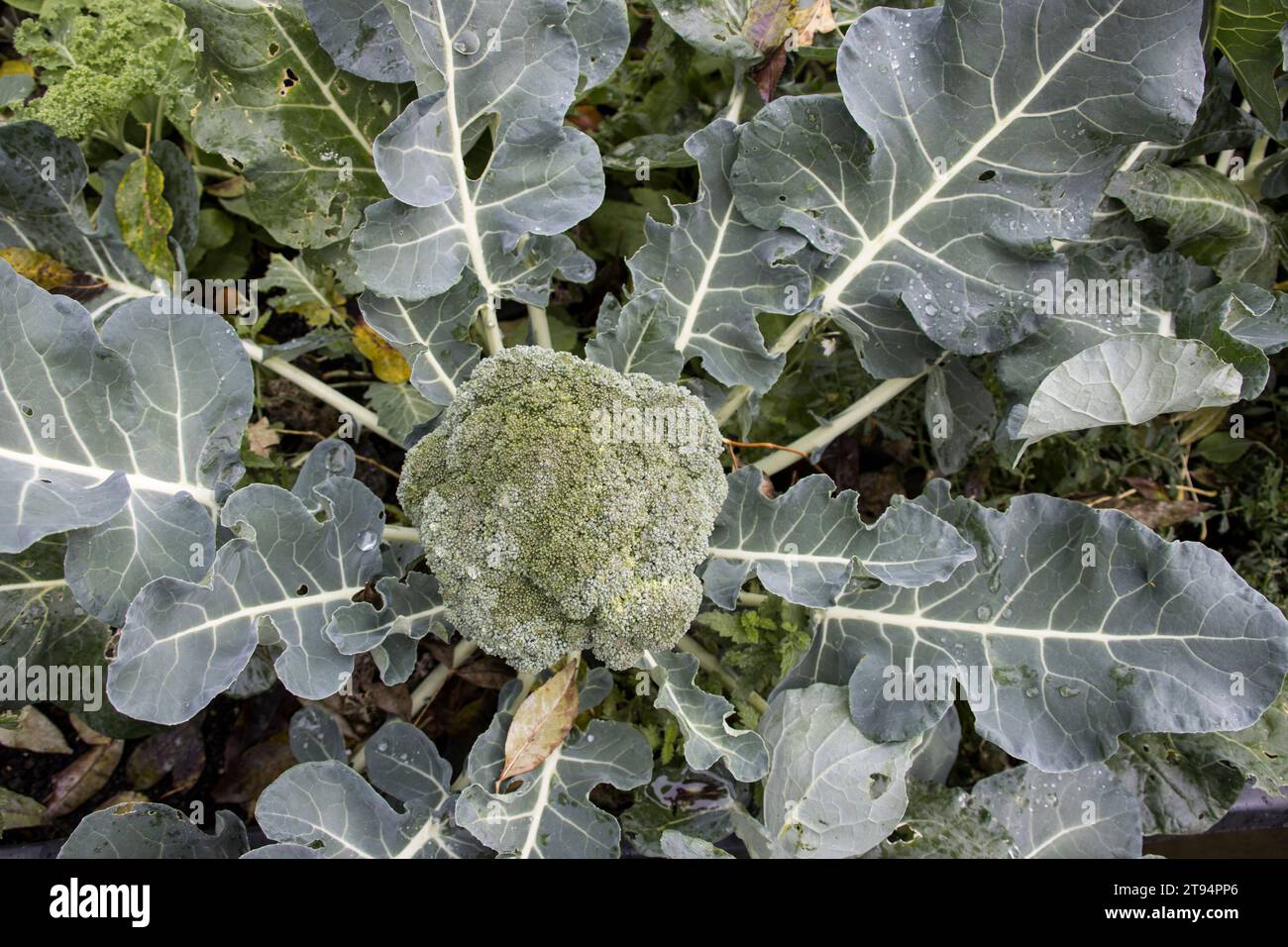 Brokkoli, Broccoli (Brassica oleracea var. italica) Pflanze im Hochbeet Foto Stock