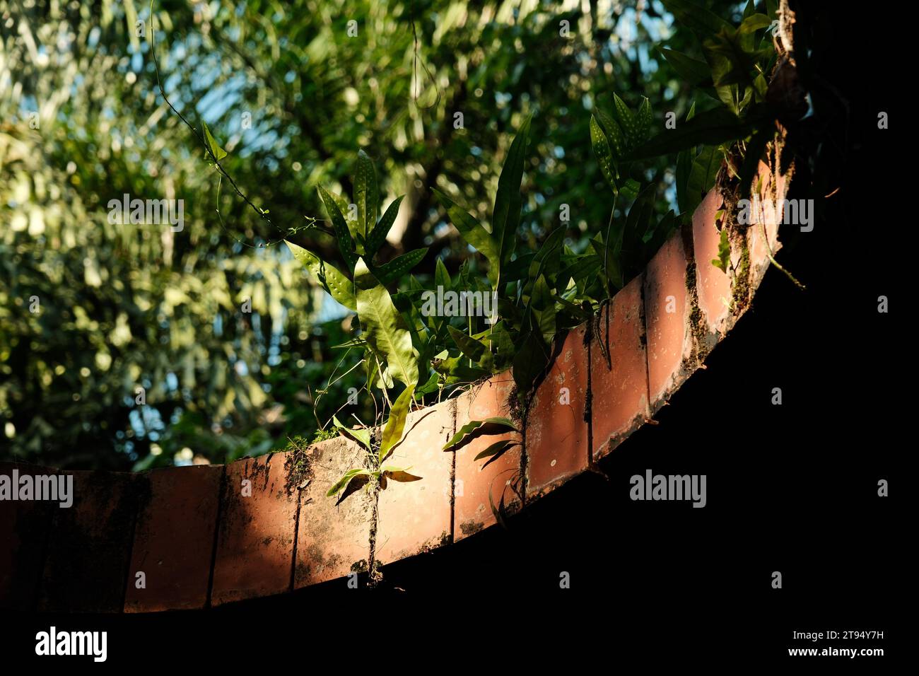 Piante in lucernario di un edificio abbandonato con un dettaglio in mattoni Foto Stock