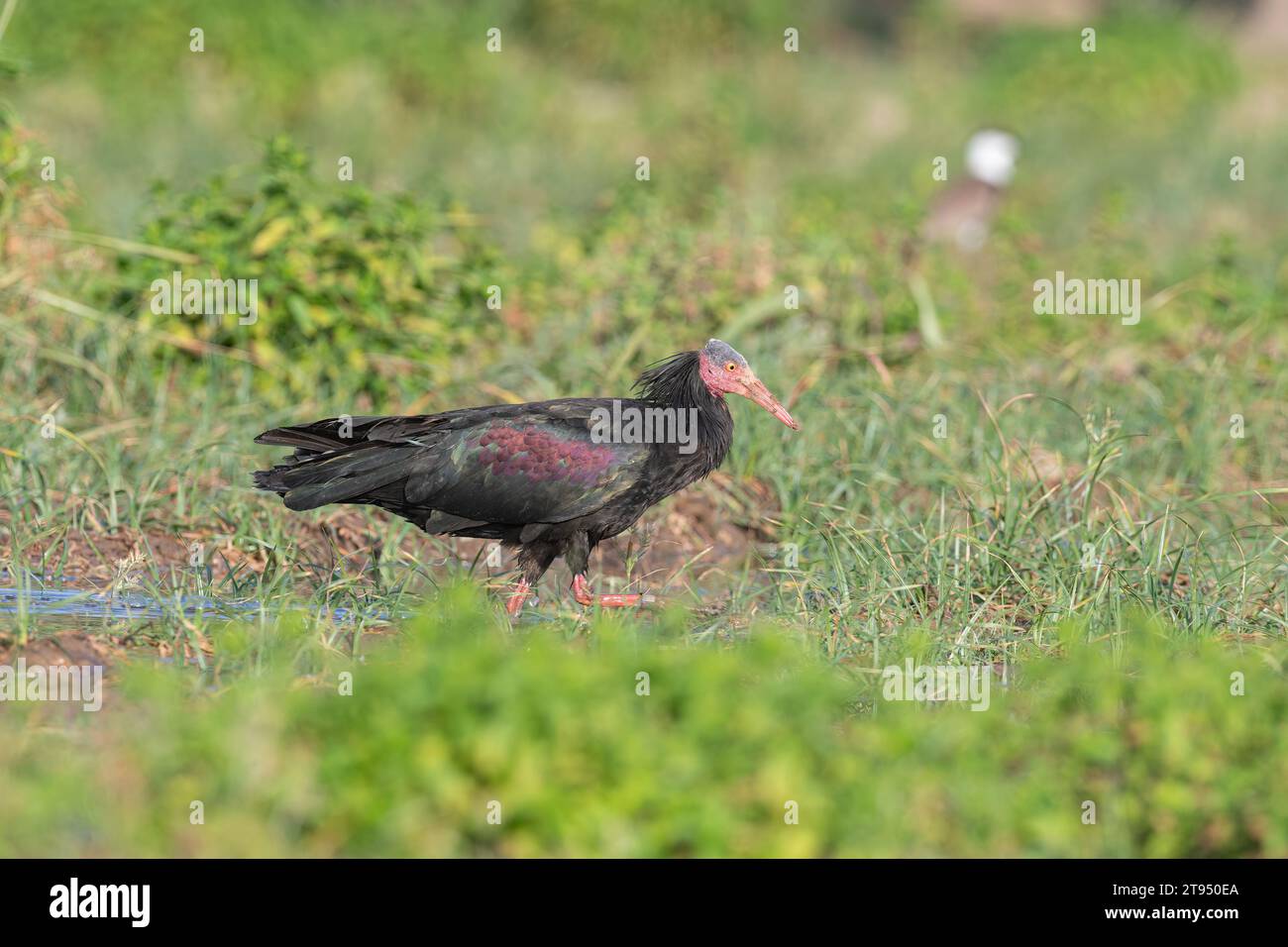 Northern Bald Ibis (Geronticus eremita) che si nutrono in un campo a Birecik, Turchia. Foto Stock
