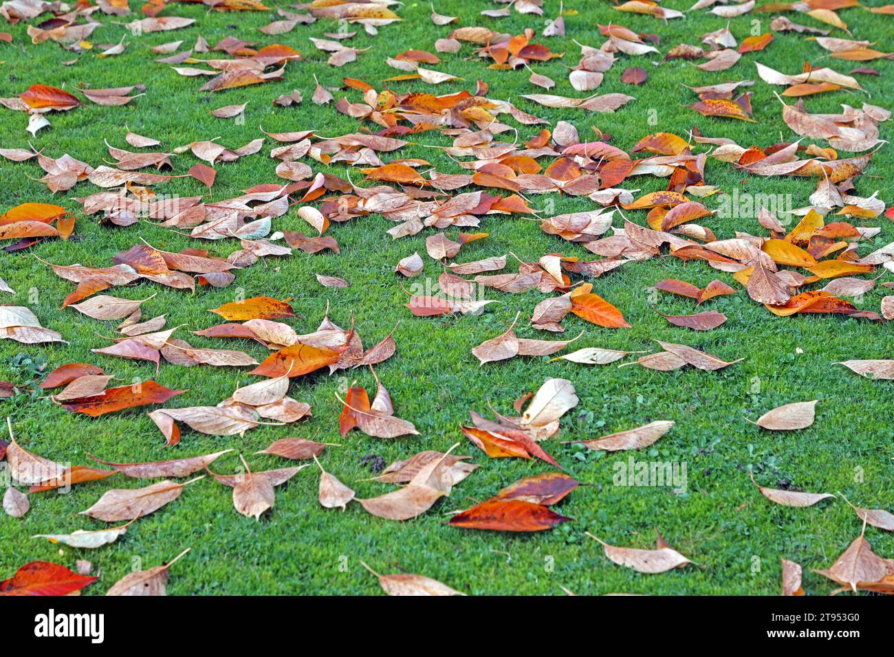 Laubfall im Herbst Herabgefallenes Herbstlaub bedeckt zum Teil eine Rasenfläche *** foglie cadute in autunno foglie autunnali coprono parzialmente un prato credito: Imago/Alamy Live News Foto Stock