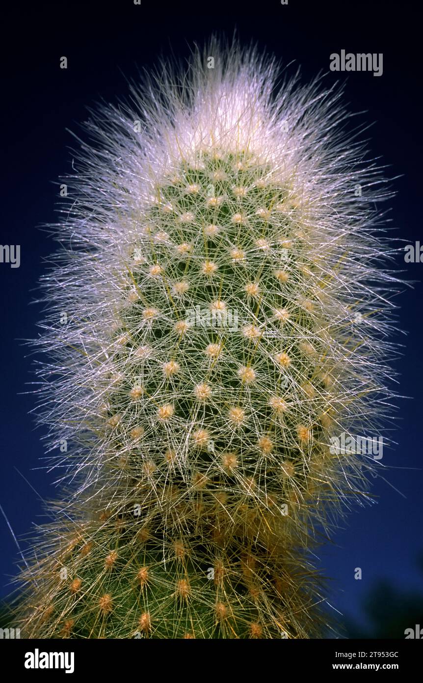 Cleistocactus strausii; Cactaceae. Piante succulente ornamentali. Piante succulente ornamentali. catus raro colonnare. Foto Stock