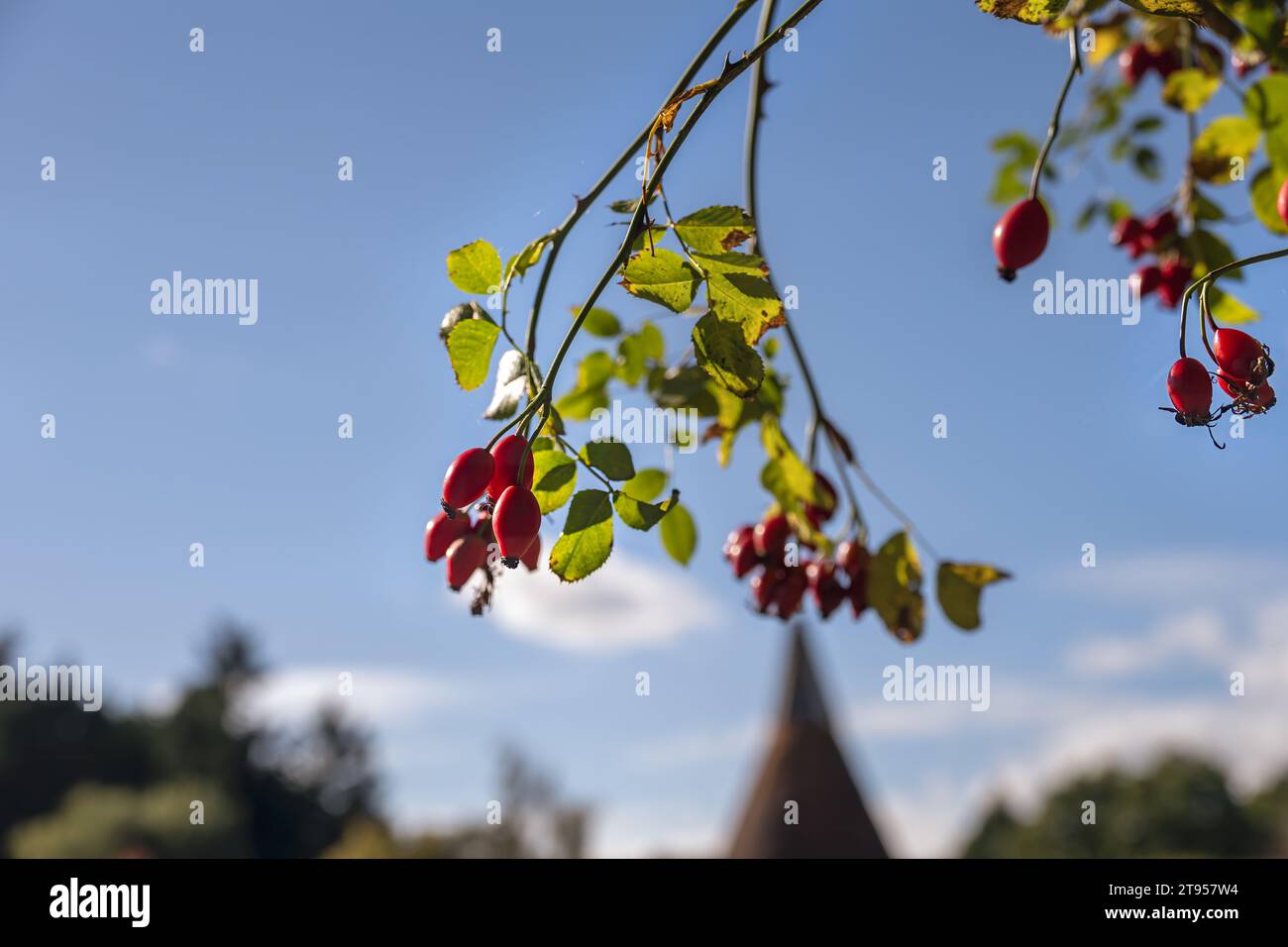 Rosa canina, o rosa canina, fianchi al sole in autunno Foto Stock