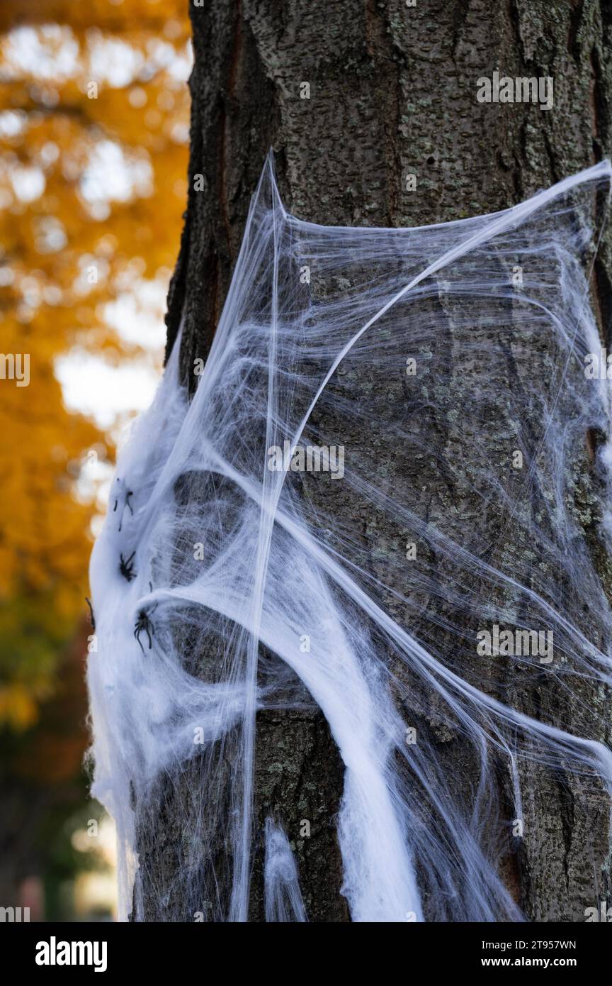 Decorazioni di Halloween sugli alberi del parco Foto Stock