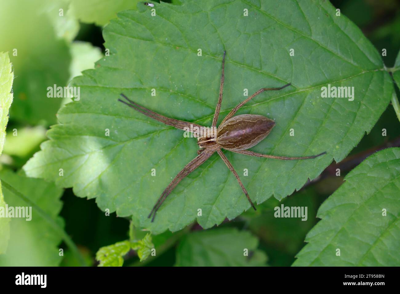 Ragno vivaio, ragno da pesca fantastico (Pisaura mirabilis), seduto su una foglia, Germania Foto Stock