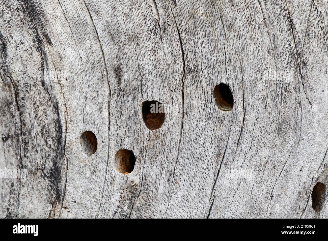 Ape da falegname viola (Xylocopa violacea), buchi di nido in legno morto, Croazia Foto Stock