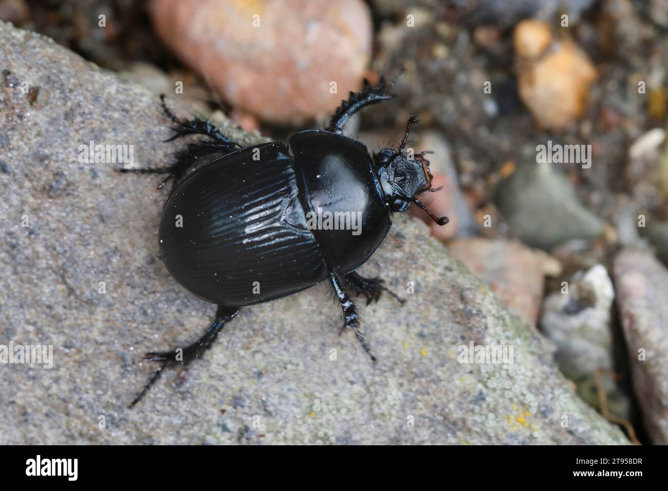 Scarabeo di dor, scarabeo di sterco noioso (Geotrupes spiniger), seduto su una pietra, vista dorsale, Germania Foto Stock