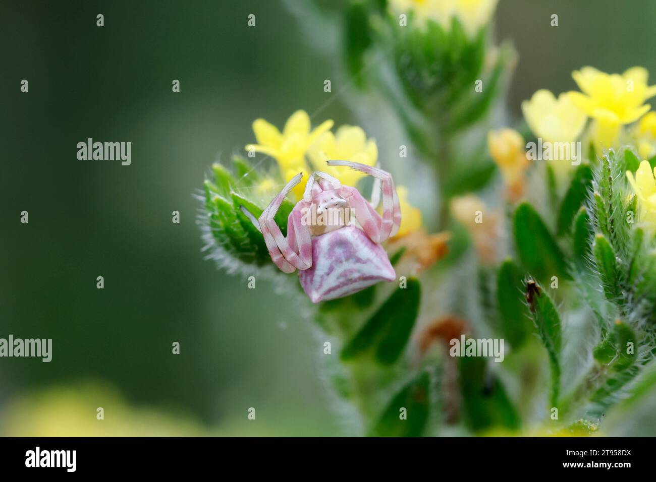 Ragno di granchio di fiore (Thomisus onustus), femmina in agguato sul fiore, Croazia Foto Stock