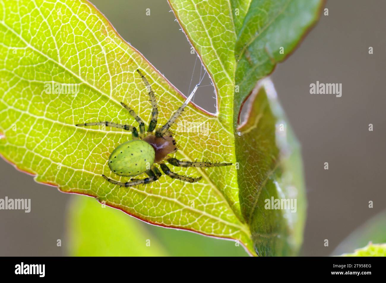 Ragno verde cetriolo (spec. Araniella), seduto su una foglia, Germania Foto Stock