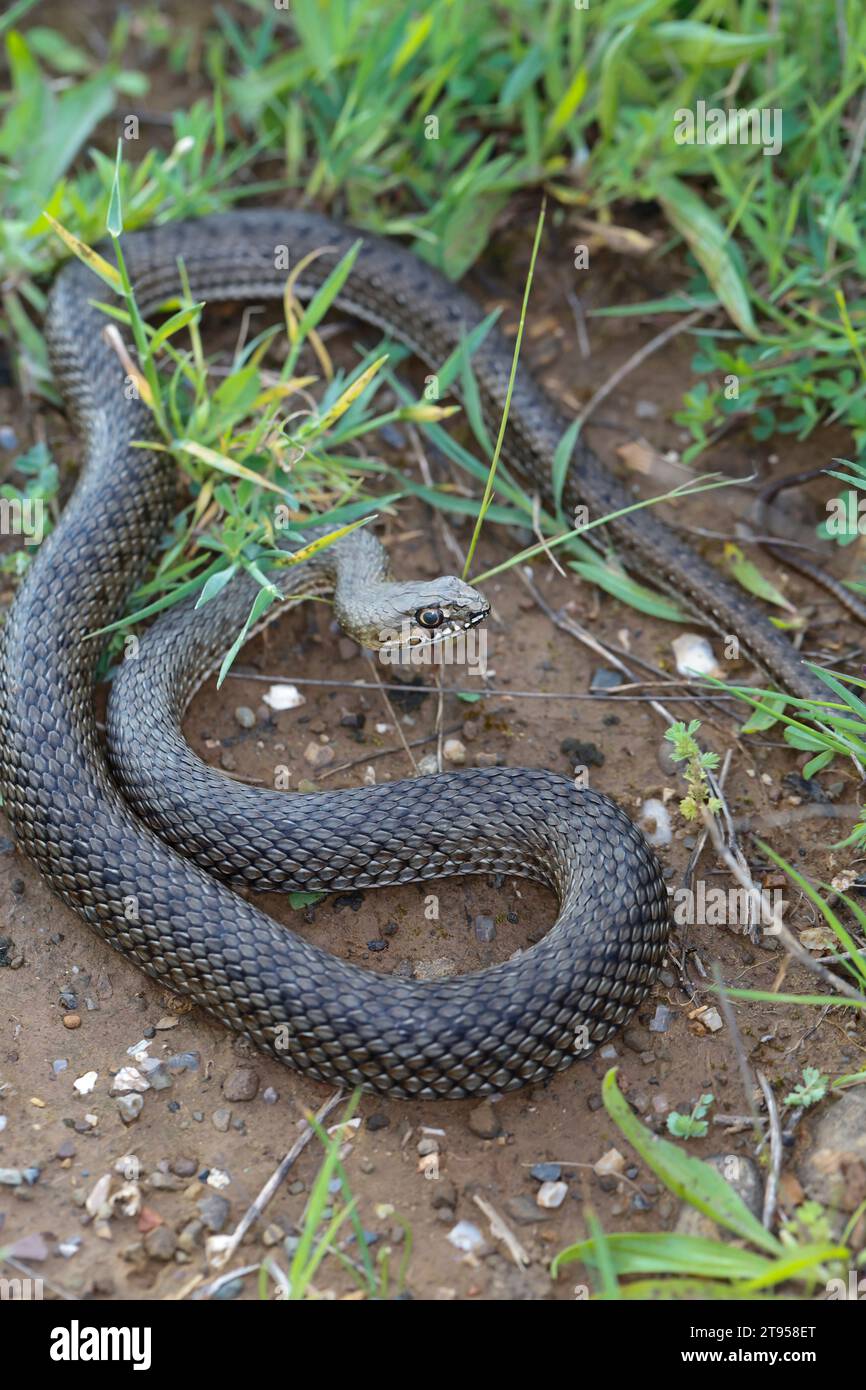 Serpente di Montpellier (Malpolon monspessulanus insignitus, Malpolon insignitus), minaccioso a terra, vista dall'alto, Croazia Foto Stock