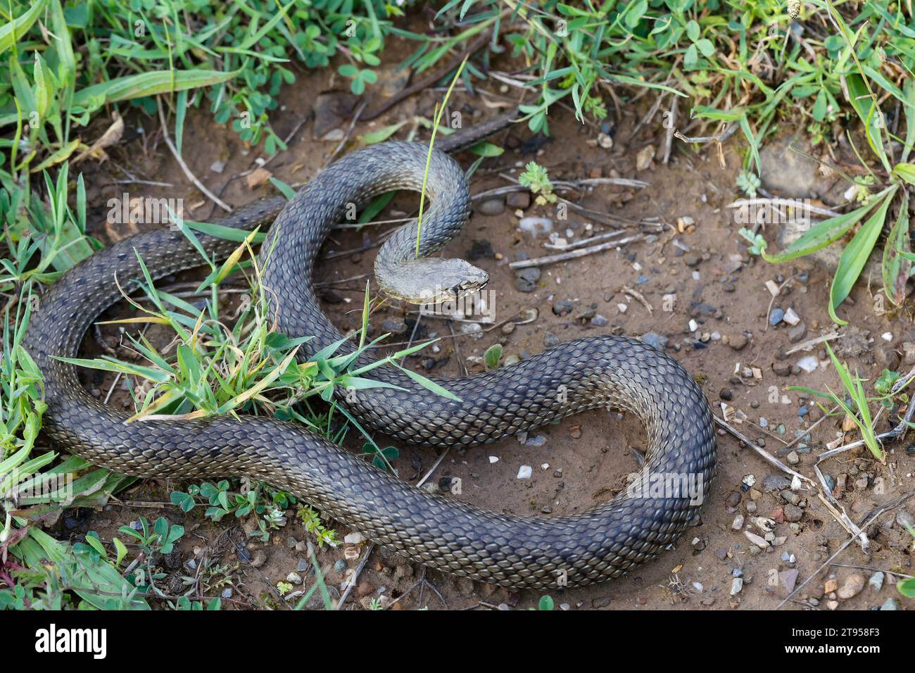Serpente di Montpellier (Malpolon monspessulanus insignitus, Malpolon insignitus), minaccioso a terra, vista dall'alto, Croazia Foto Stock