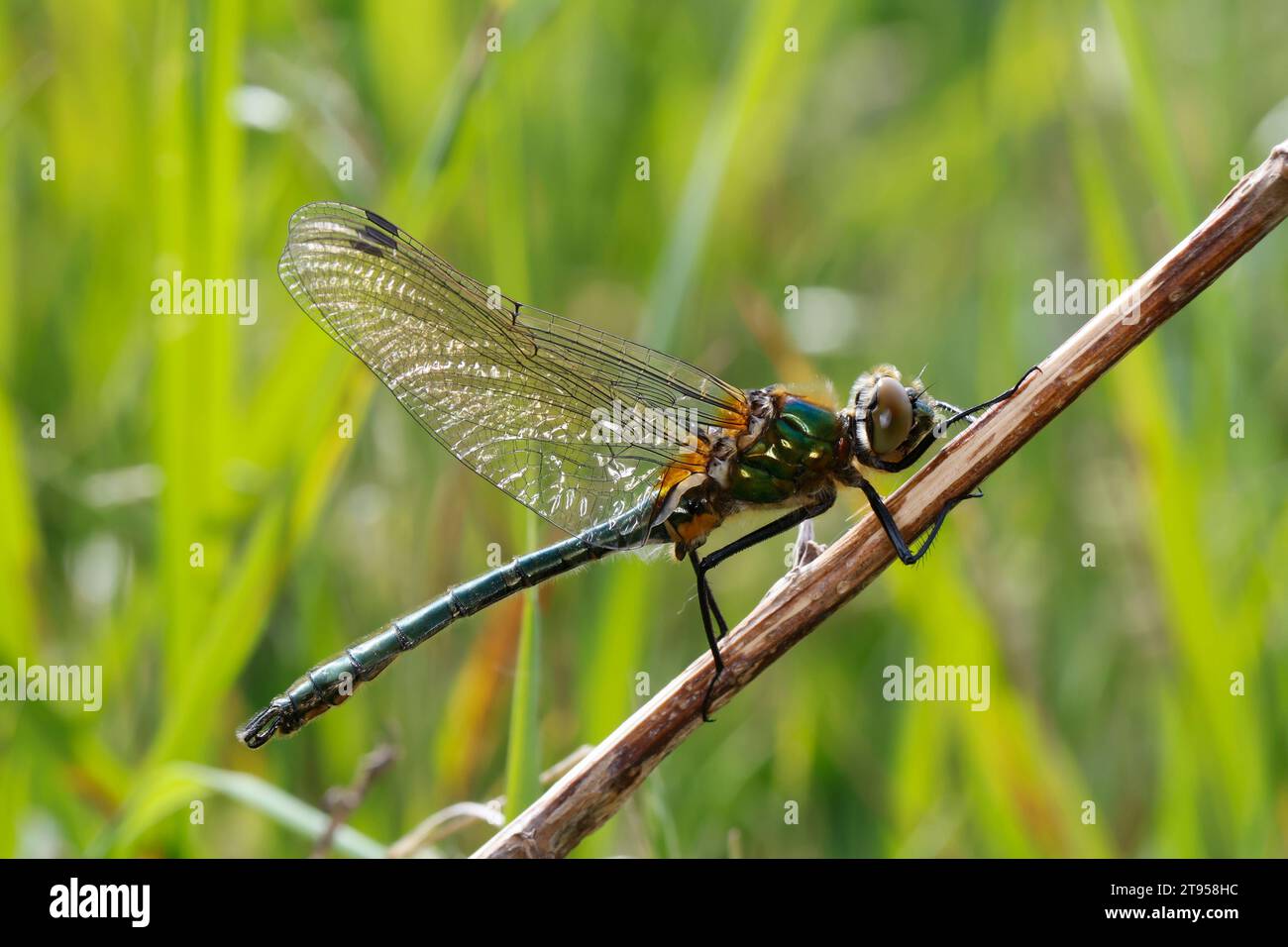 Smeraldo discendente (Cordulia aenea), maschio, Germania Foto Stock