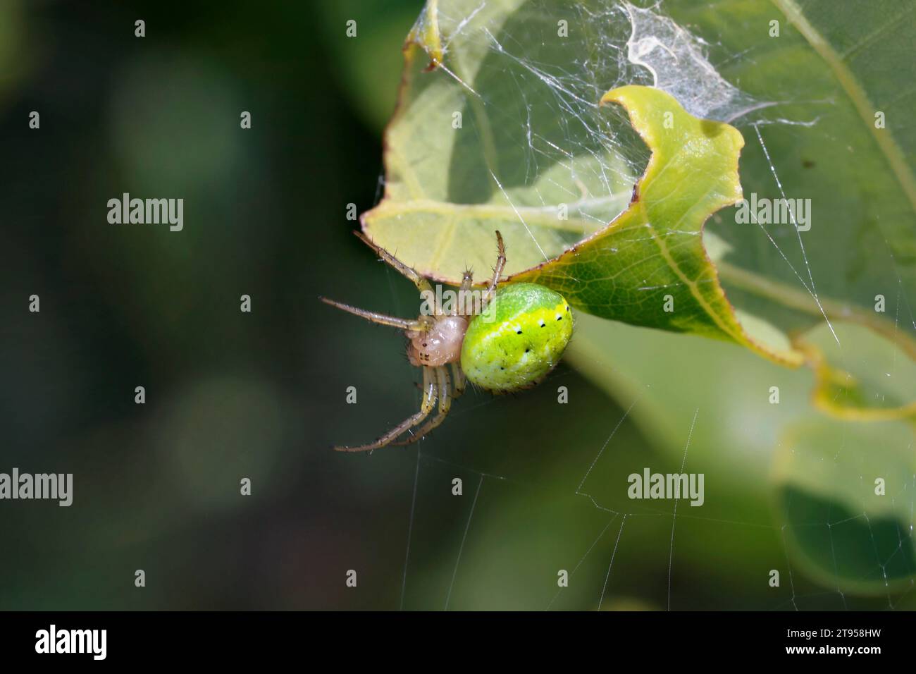 Ragno verde cetriolo (spec. Araniella), seduto in rete su una foglia, Germania Foto Stock