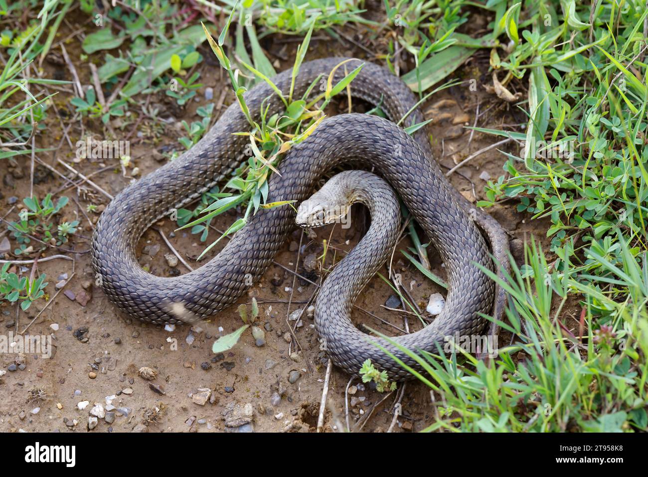 Serpente di Montpellier (Malpolon monspessulanus insignitus, Malpolon insignitus), minaccioso a terra, vista dall'alto, Croazia Foto Stock