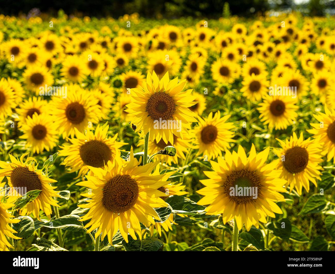 Girasole comune (Helianthus annuus), campo di girasole retroilluminato, Germania, Sassonia Foto Stock
