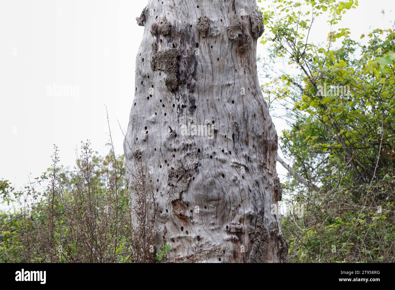 Ape da falegname viola (Xylocopa violacea), buchi di nido in legno morto, Croazia Foto Stock