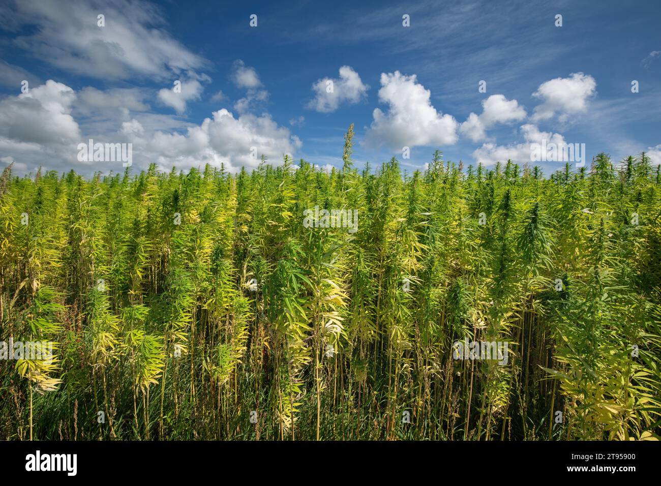 Canapa indiana, marijuana, mary jane (Cannabis sativa), campo di canapa, Paesi Bassi, Frisia, Workum Foto Stock