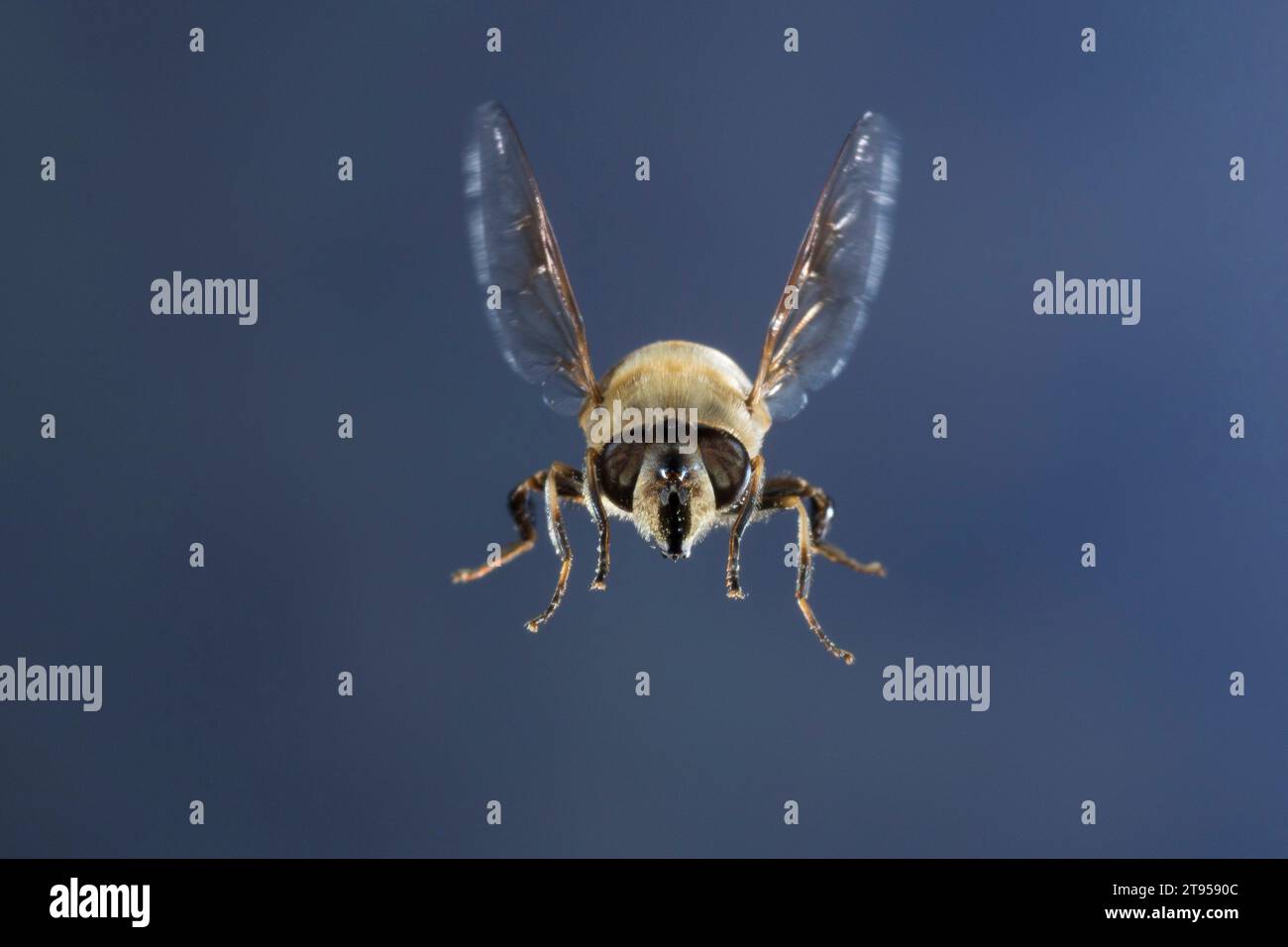 Drone fly (Eristalis tenax), donna in volo, Germania Foto Stock