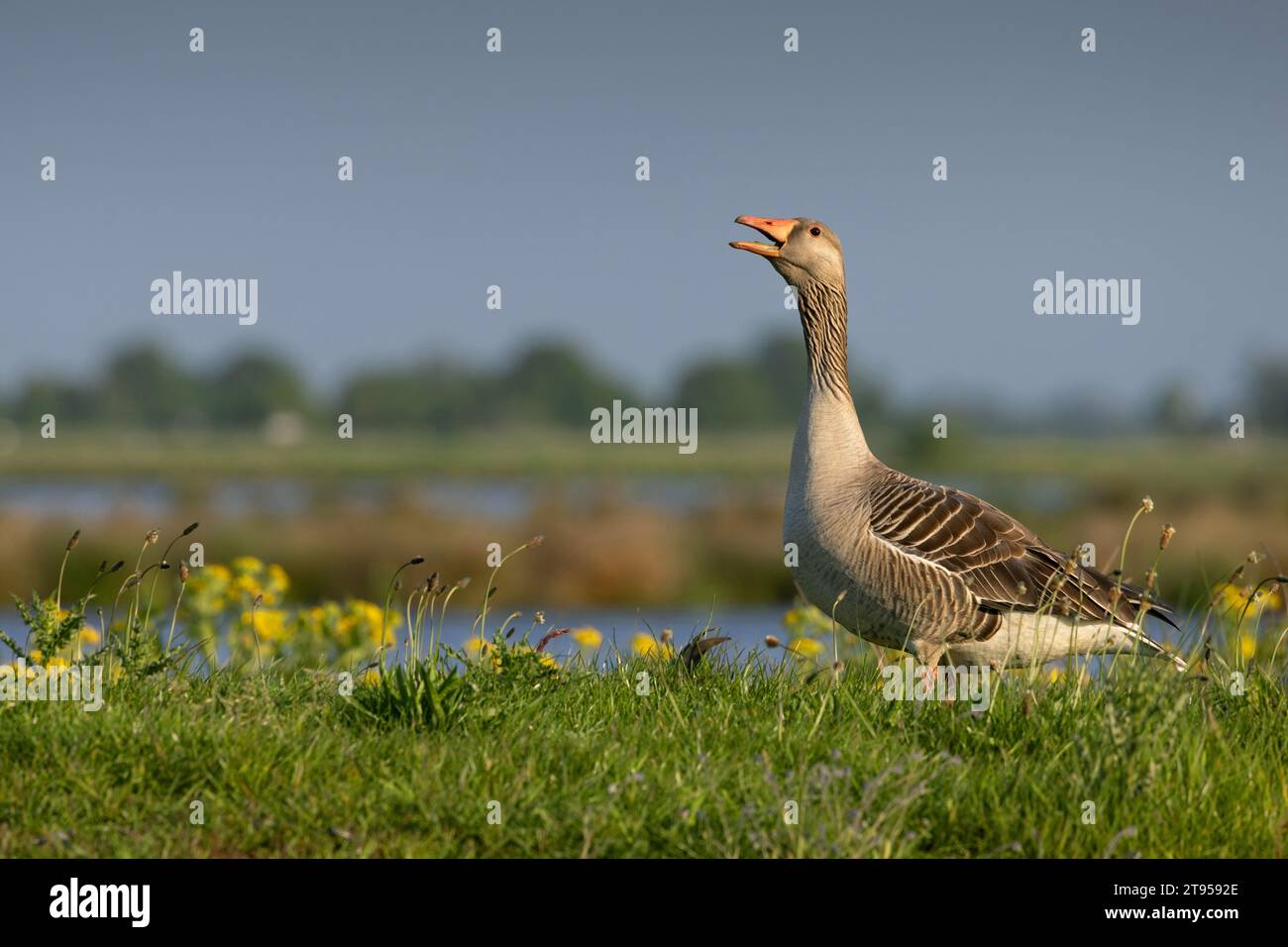 L'oca grigia, l'oca grigia (Anser anser), si trova su un litorale in un prato di tarassoli e chiama, vista laterale, Paesi Bassi, Onnenpolder Foto Stock