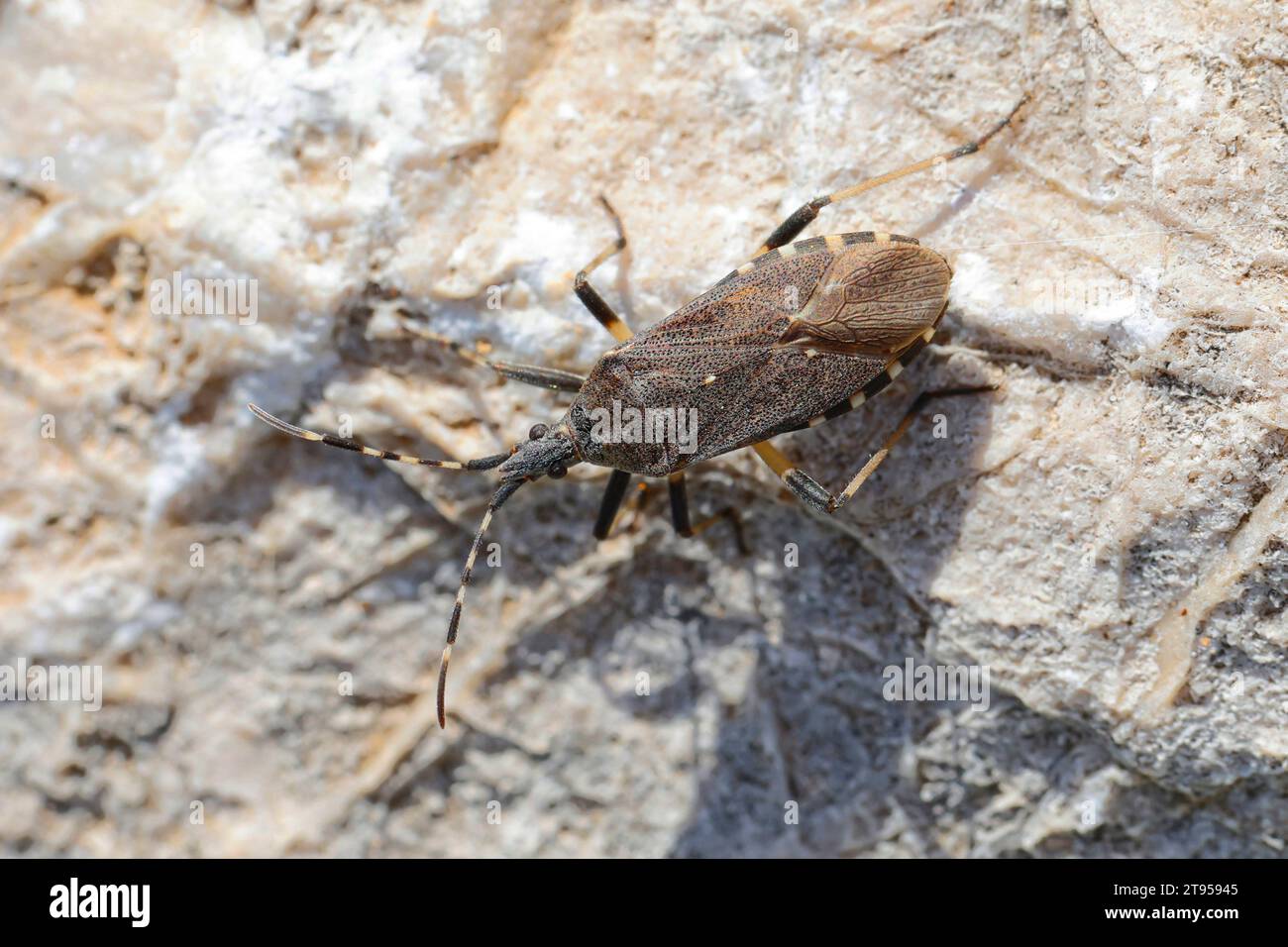 Wolfsmilchwanze (Dicranocephalus agilis), sul terreno, Croazia Foto Stock