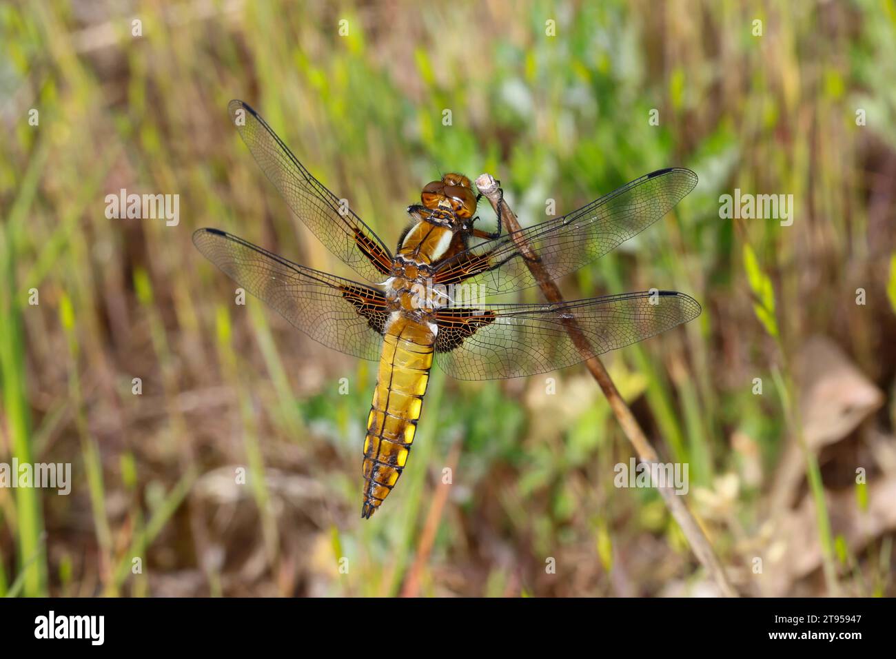 Broad-Bodied Chaser, Broadbodied Chaser, Broad Bodied Chaser (Libellula depressa), giovane maschio in una pianta, vista dorsale, Germania Foto Stock
