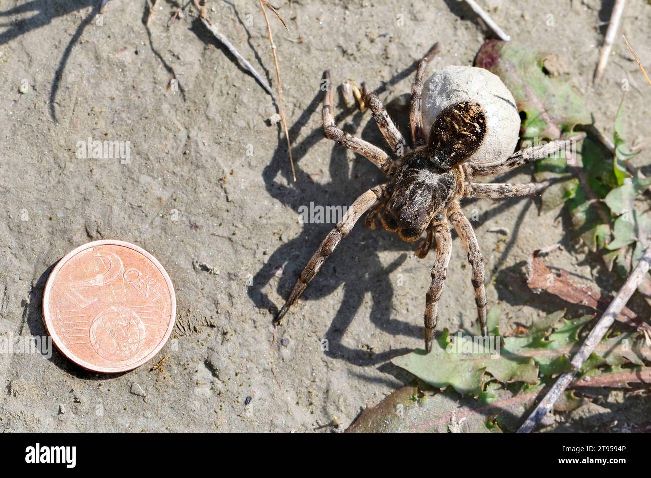 Tarantel-Geolycosa-vultuosa (Geolycosa vultuosa), femmina con bozzolo, con moneta da 2 cent, Croazia Foto Stock
