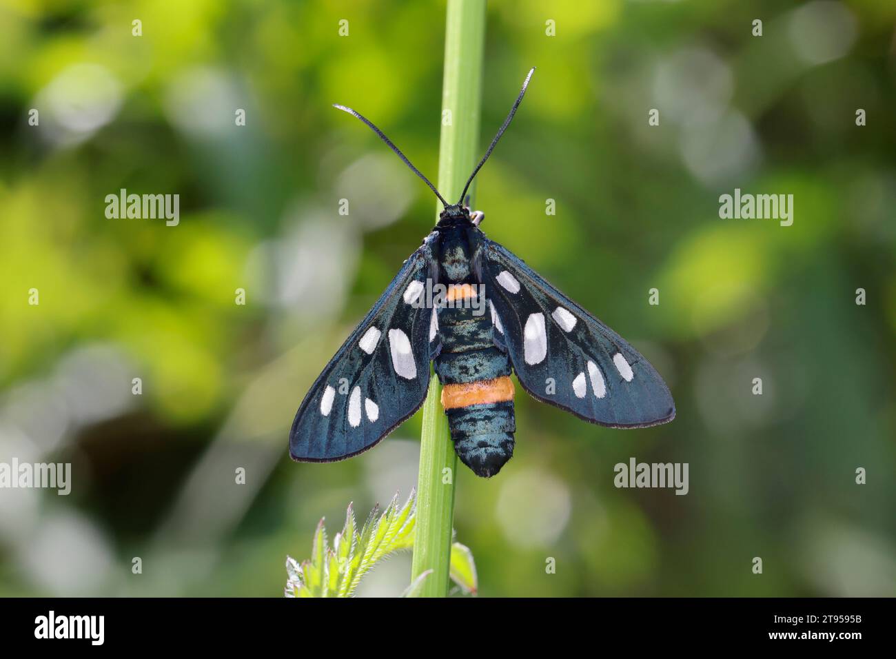 burnet con cintura gialla (Syntomis phegea, amata phegea), vista dall'alto, Croazia Foto Stock