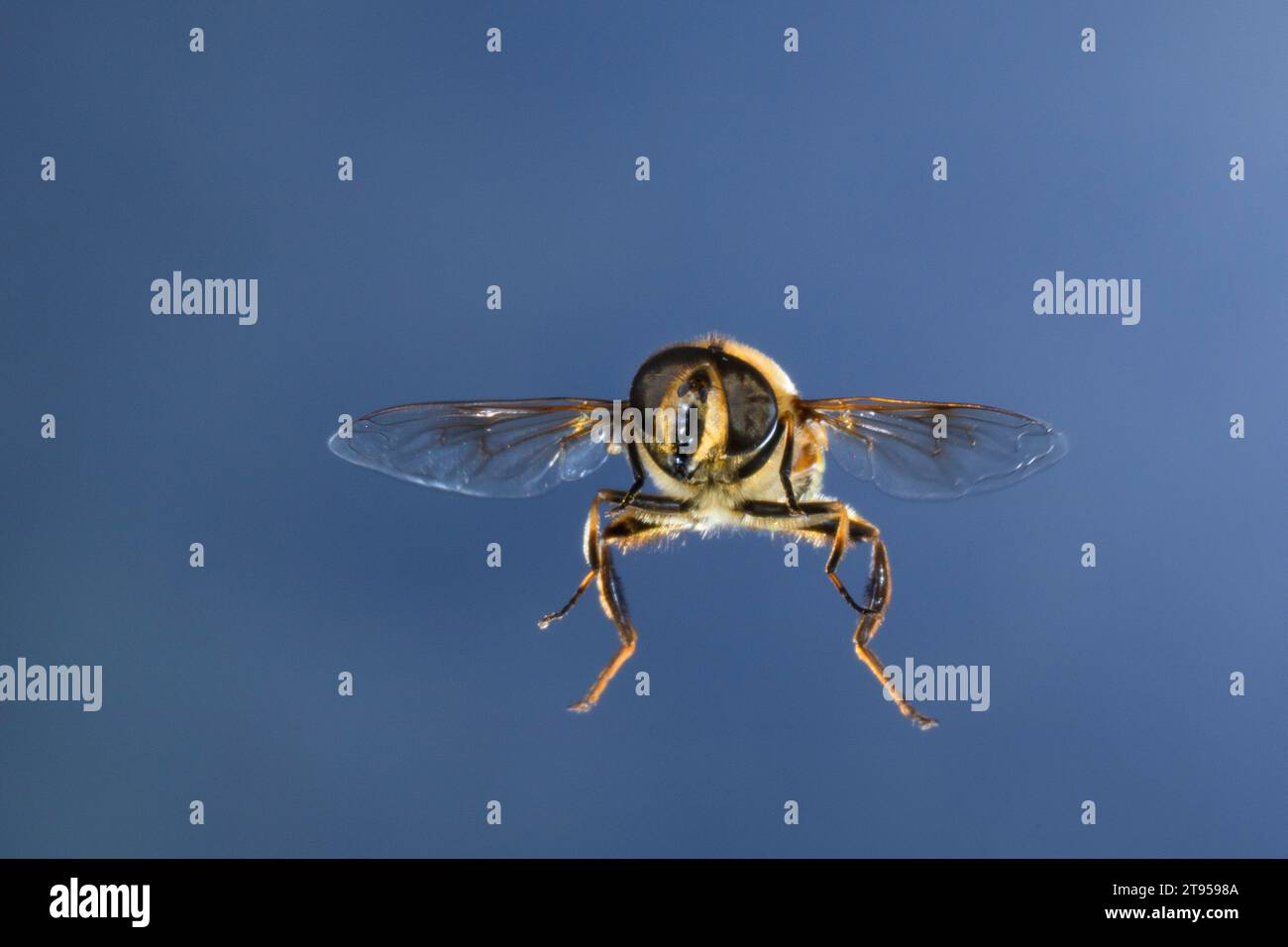 Drone fly (Eristalis tenax), donna in volo, Germania Foto Stock