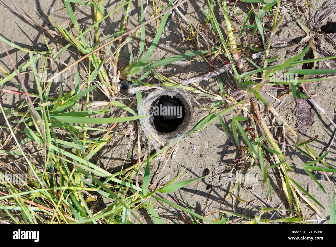 Tarantel-Geolycosa-vultuosa (Geolycosa vultuosa), ingresso al nido, Croazia Foto Stock