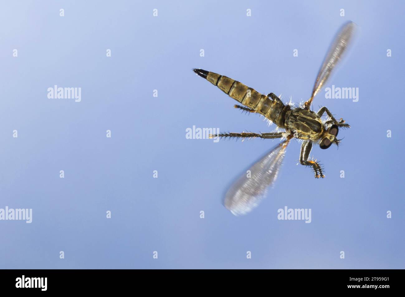 Dune Robber Fly (Philonicus albiceps), femmina in volo, vista dall'alto, Germania Foto Stock