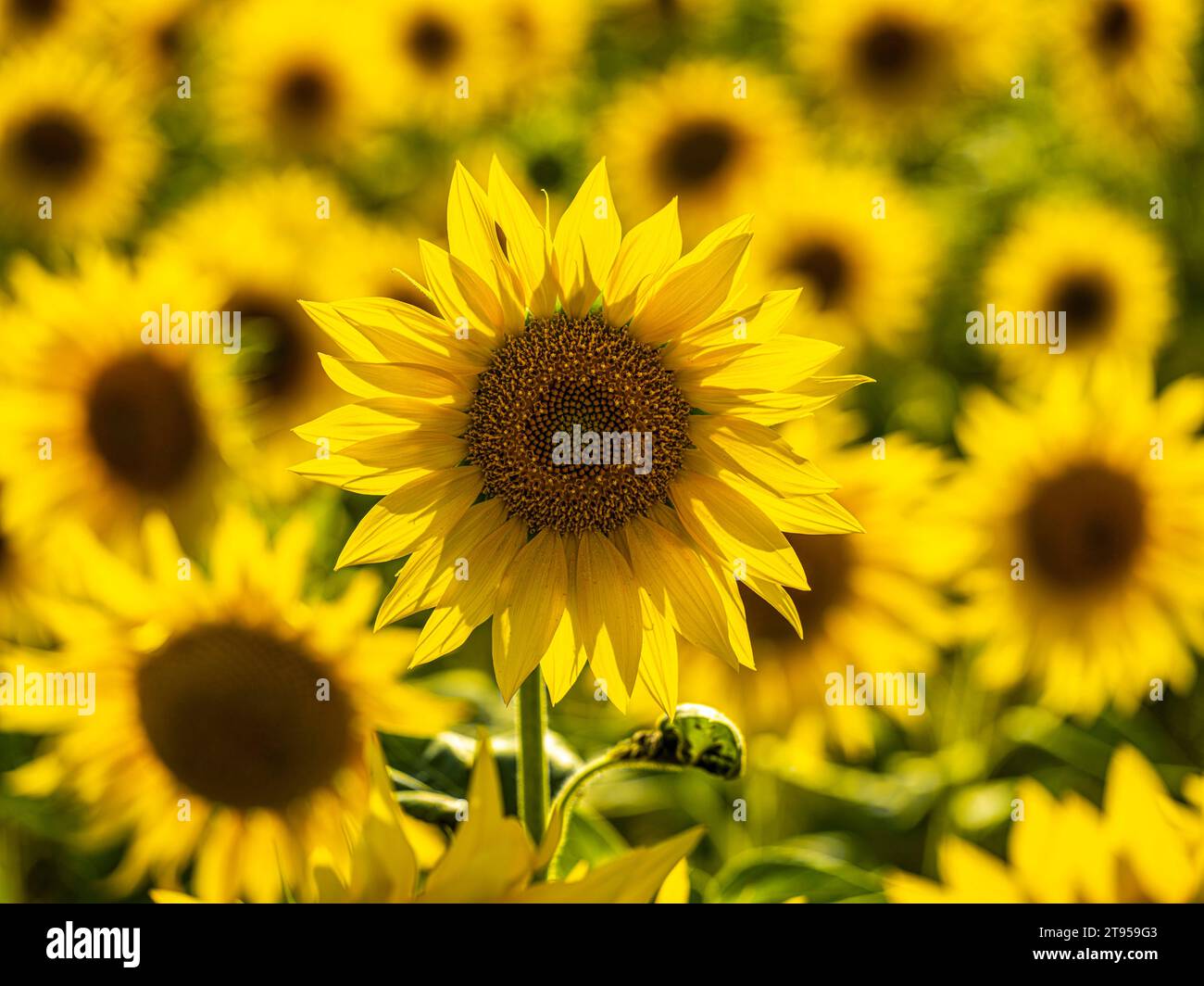Girasole comune (Helianthus annuus), campo di girasole retroilluminato, Germania, Sassonia Foto Stock