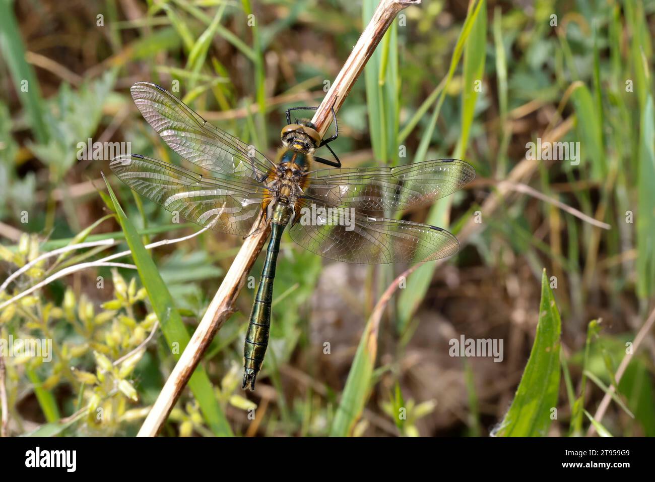 Smeraldo discendente (Cordulia aenea), maschio, Germania Foto Stock